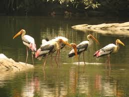 View of Ranganathittu Bird Sanctuary