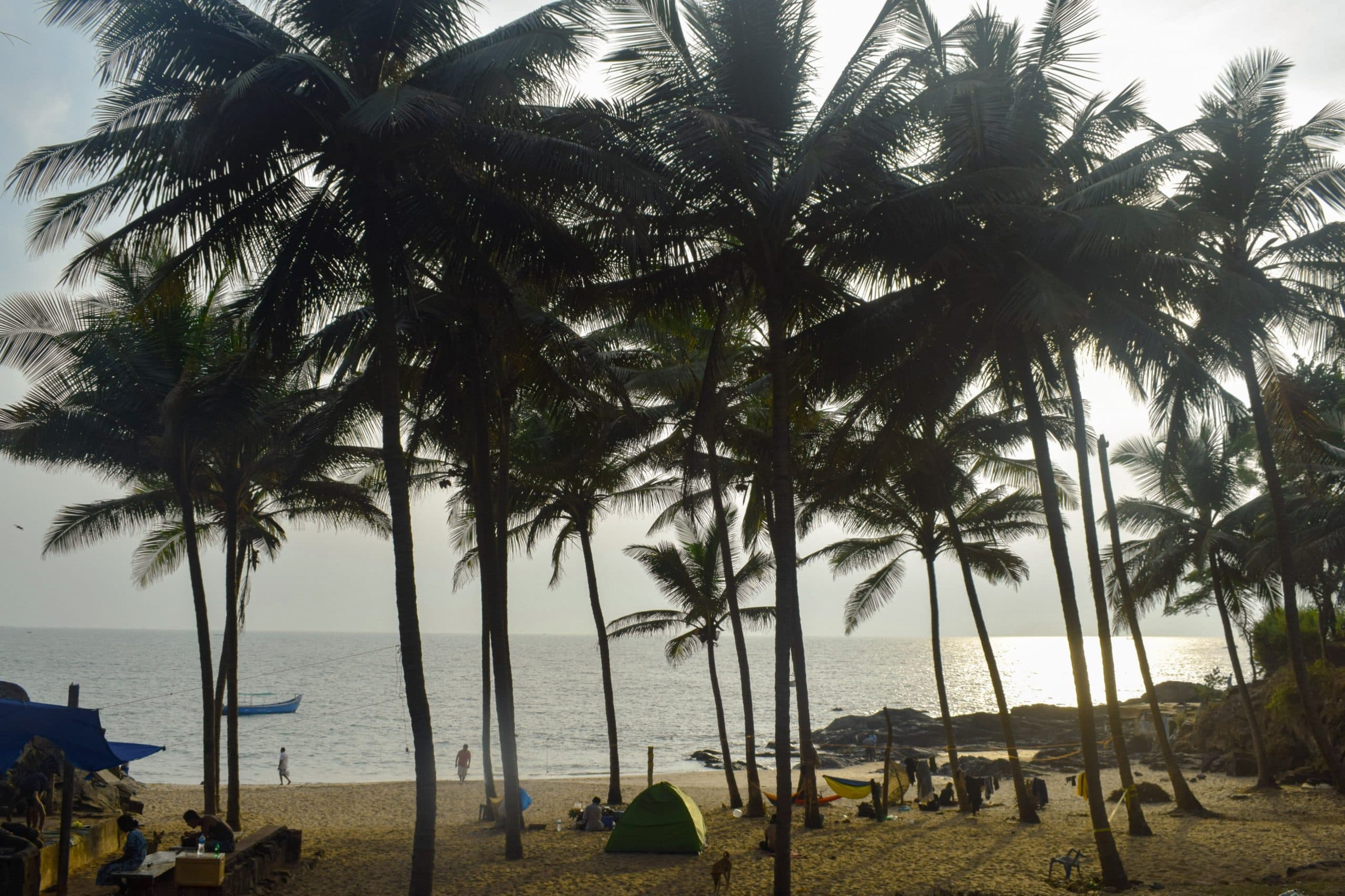 Coconut trees near the Paradise Beach shore