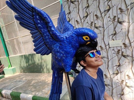 Exotic birds in Shuka Vana