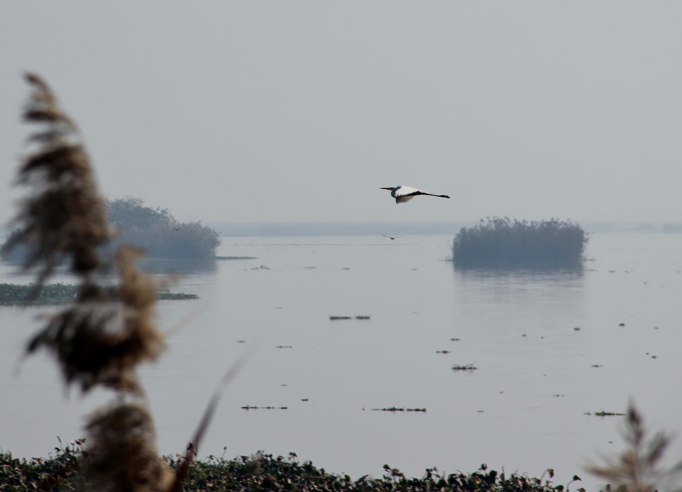 Harike Wetlands