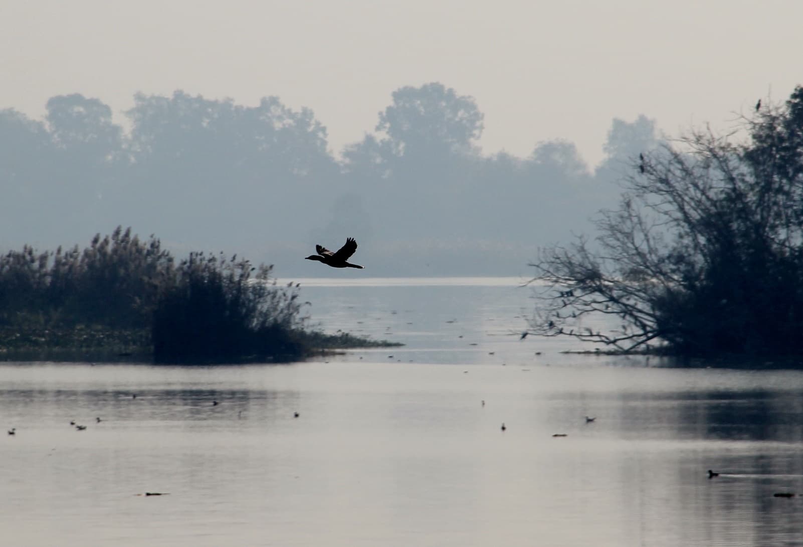 Harike Wetlands