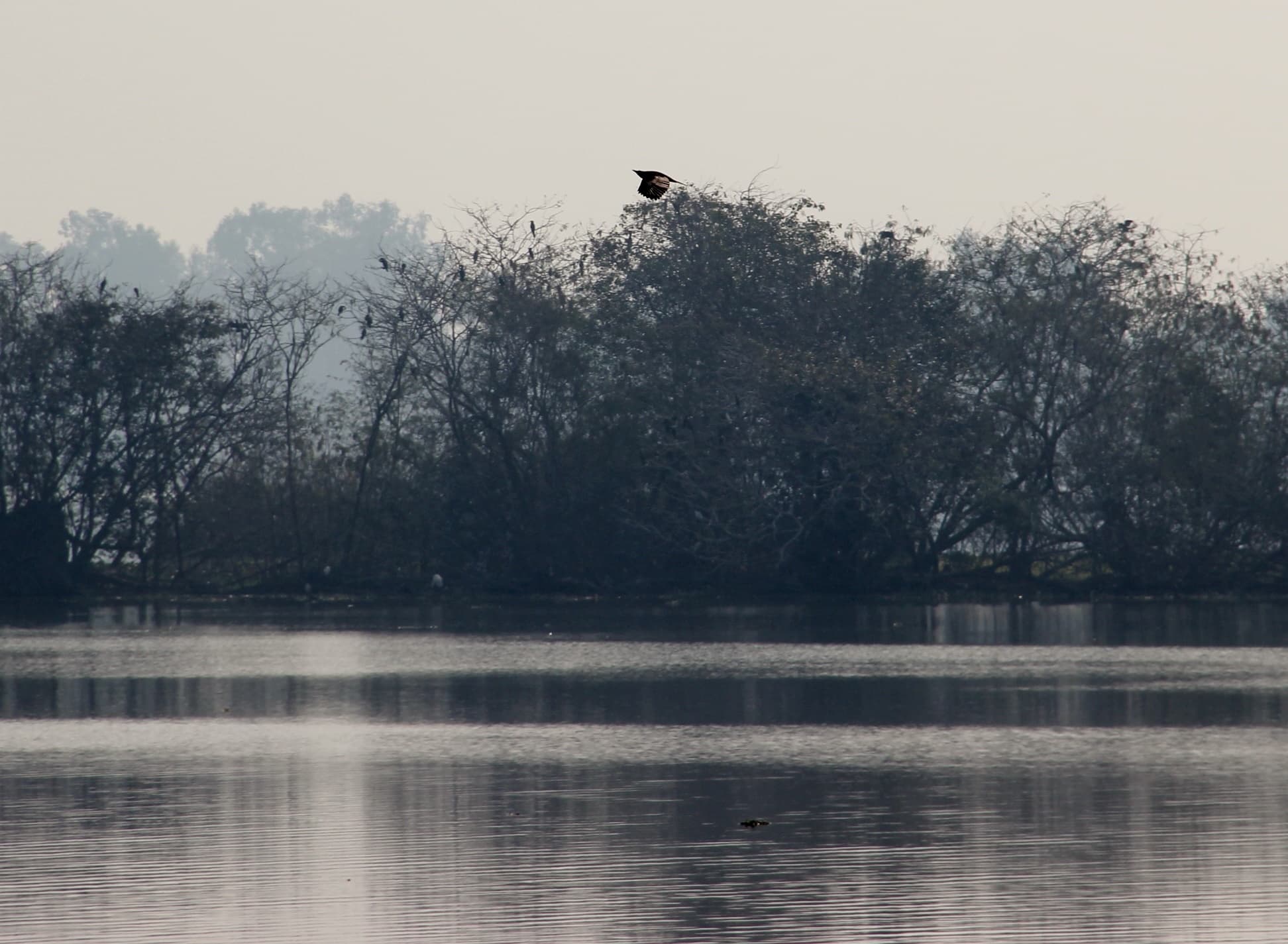 Harike Wetlands