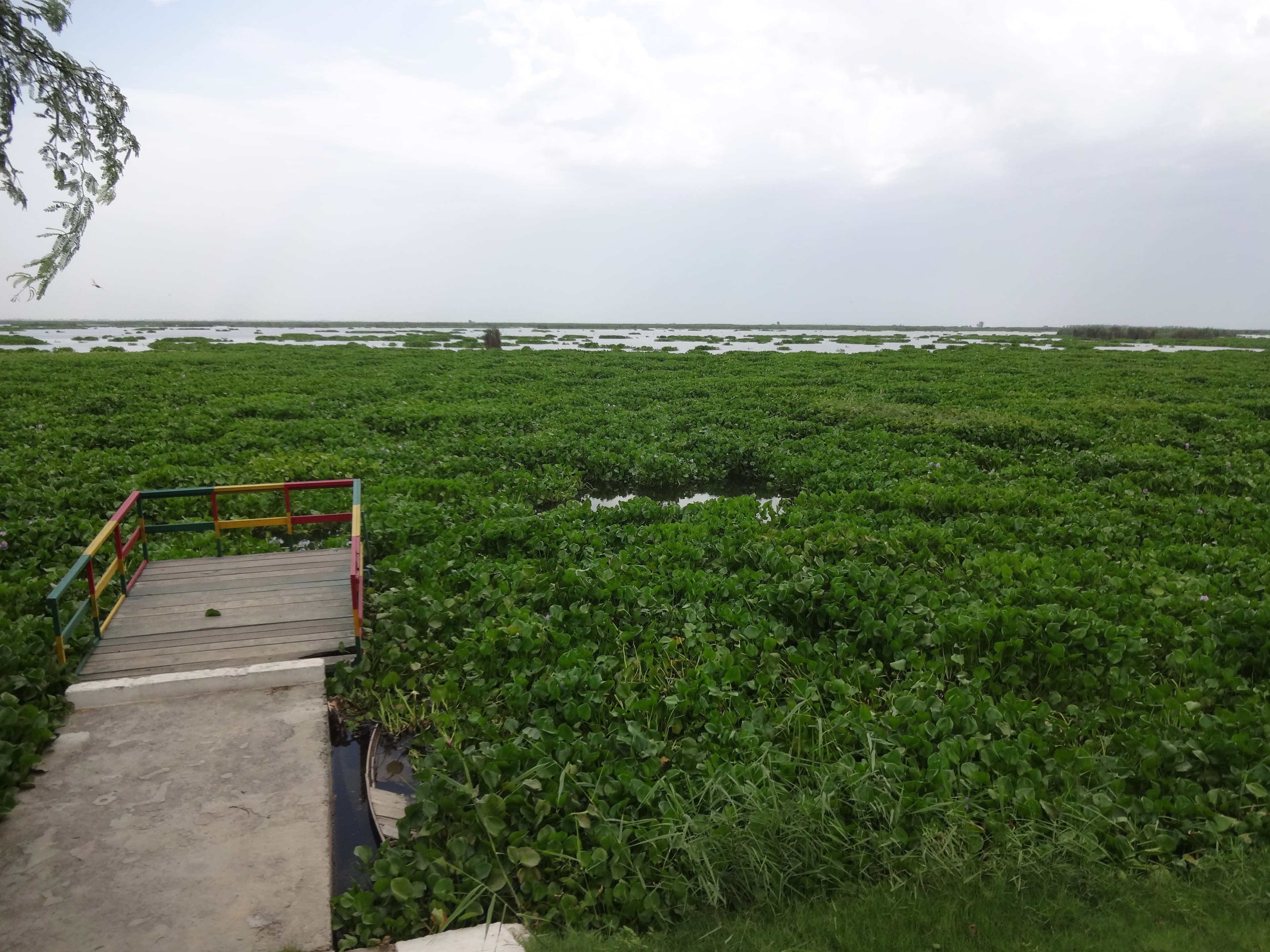 Harike Wetlands