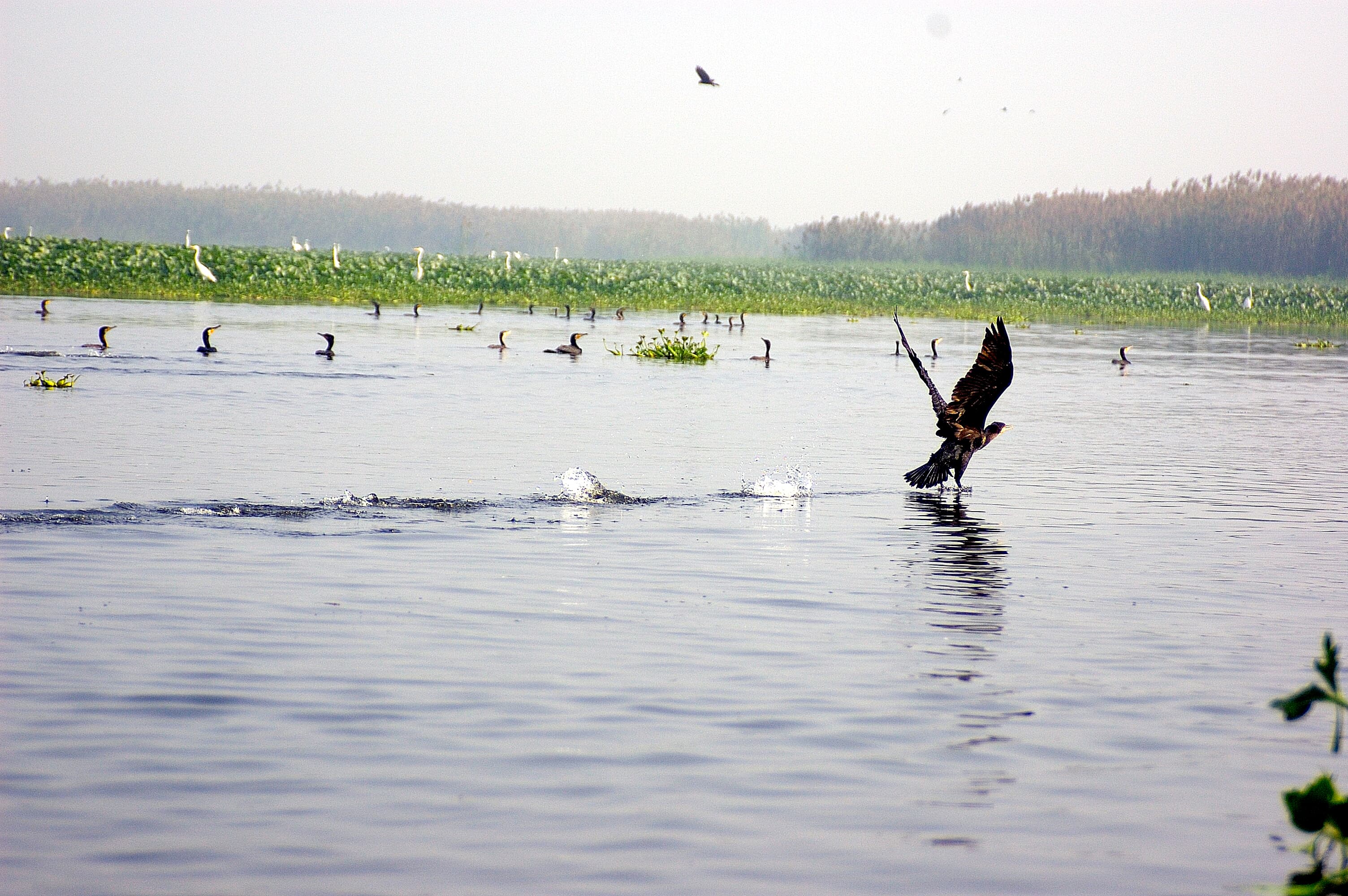 Harike Wetlands