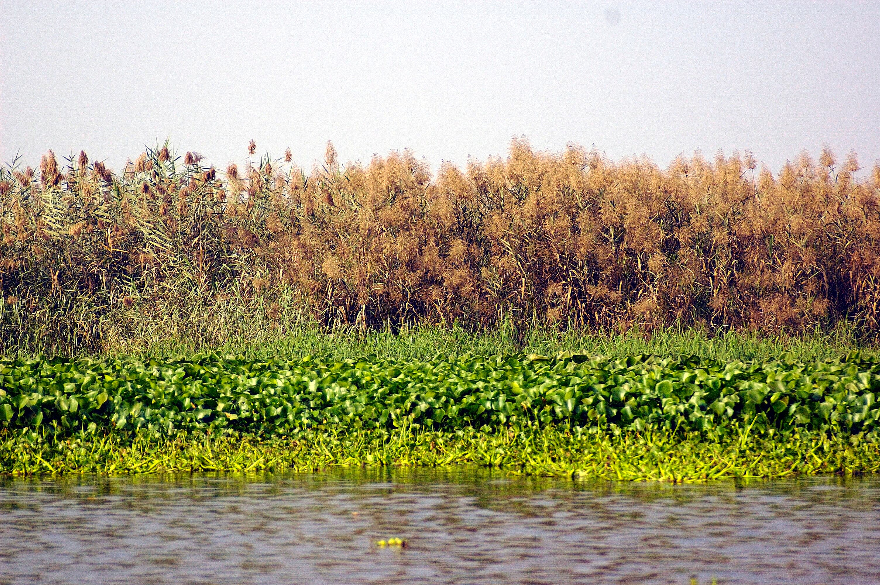 Harike Wetlands