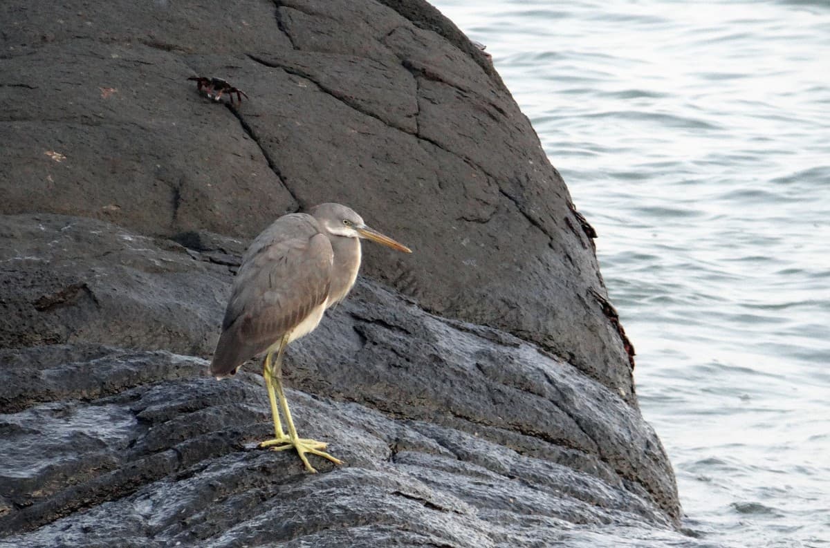 Bird on the rock in Small Hell Beach