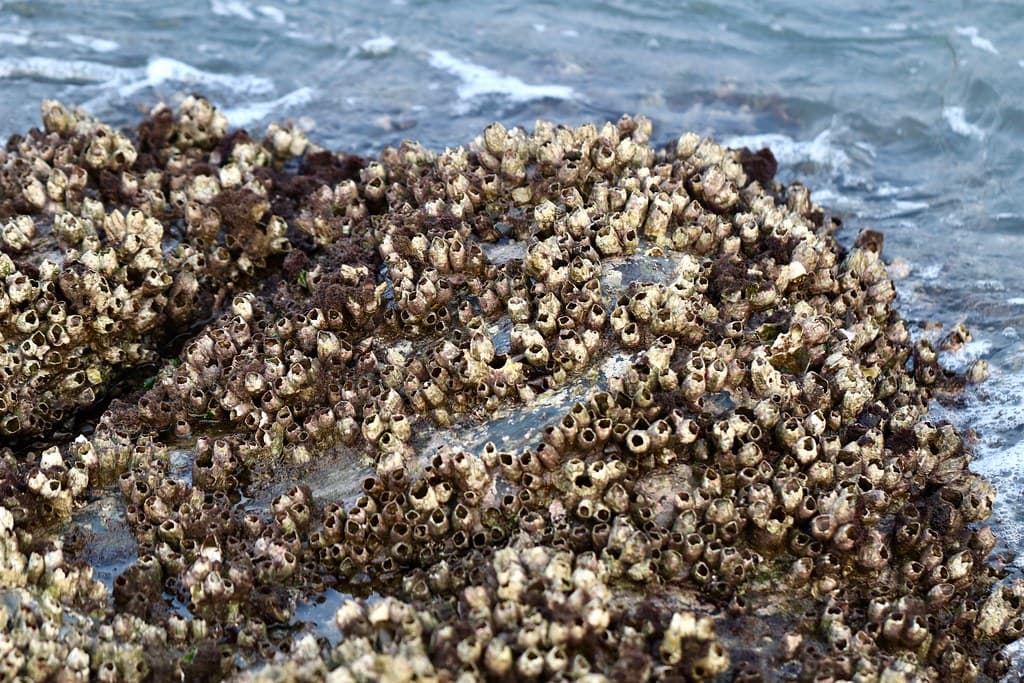 Acorn Barnacles in Nirvana Beach