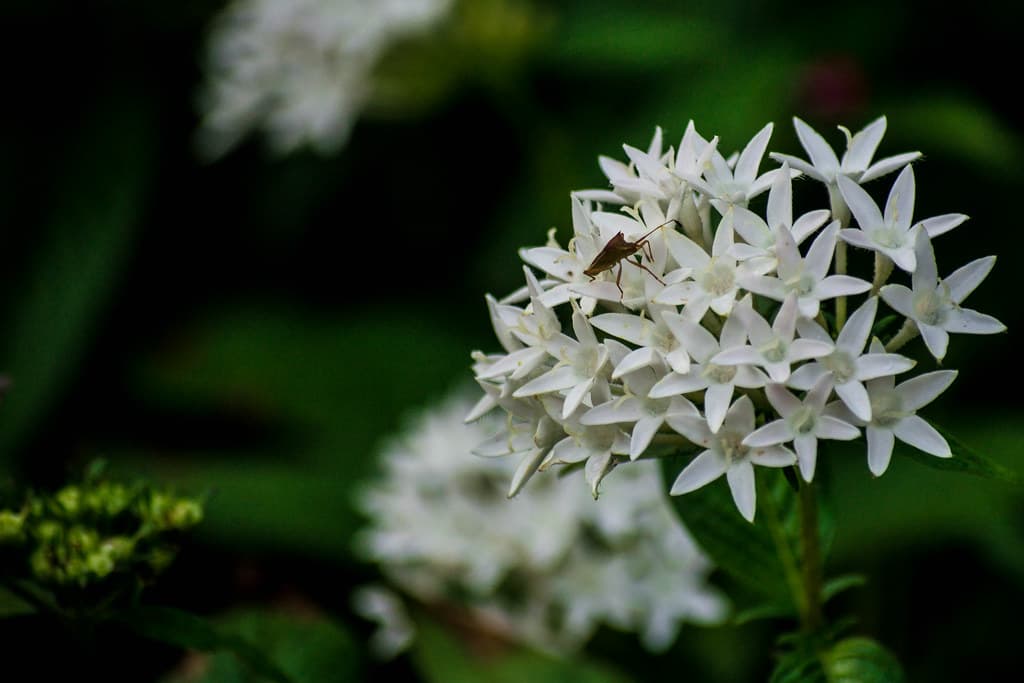 White flower plant in Semmozhi Poonga