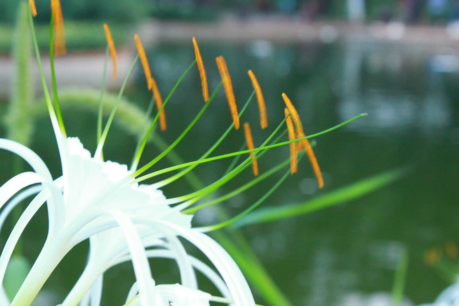 Rare plant species found in Semmozhi Poonga