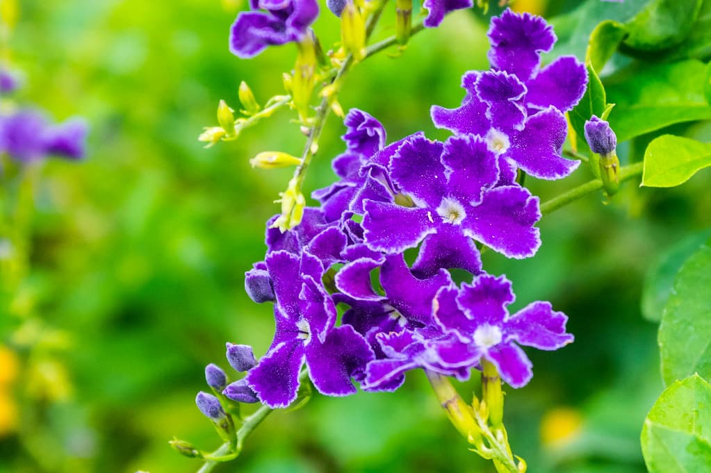 Rare purple pattern flowers in Semmozhi Poonga