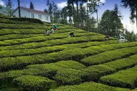 tea plantation