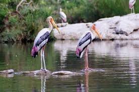 Birds in Salim Ali Lake