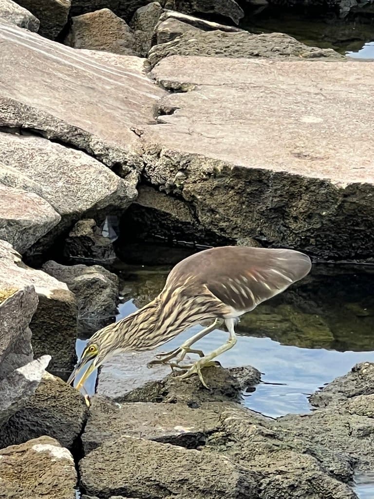 Bird near the Jayakwadi Dam