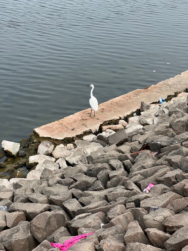 Birds near Jayakwadi Dam