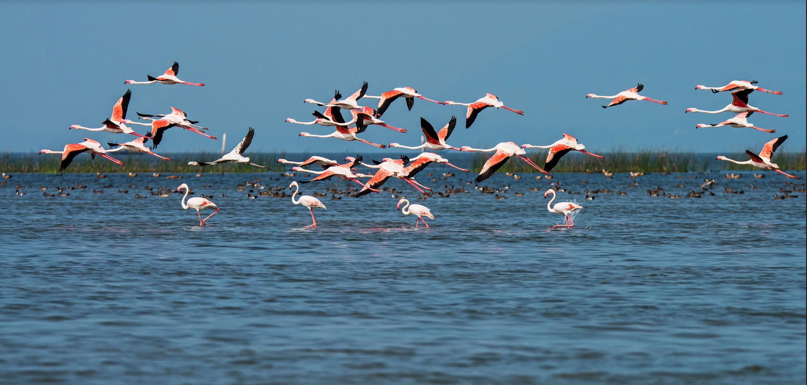 Birds in Chilika Lake