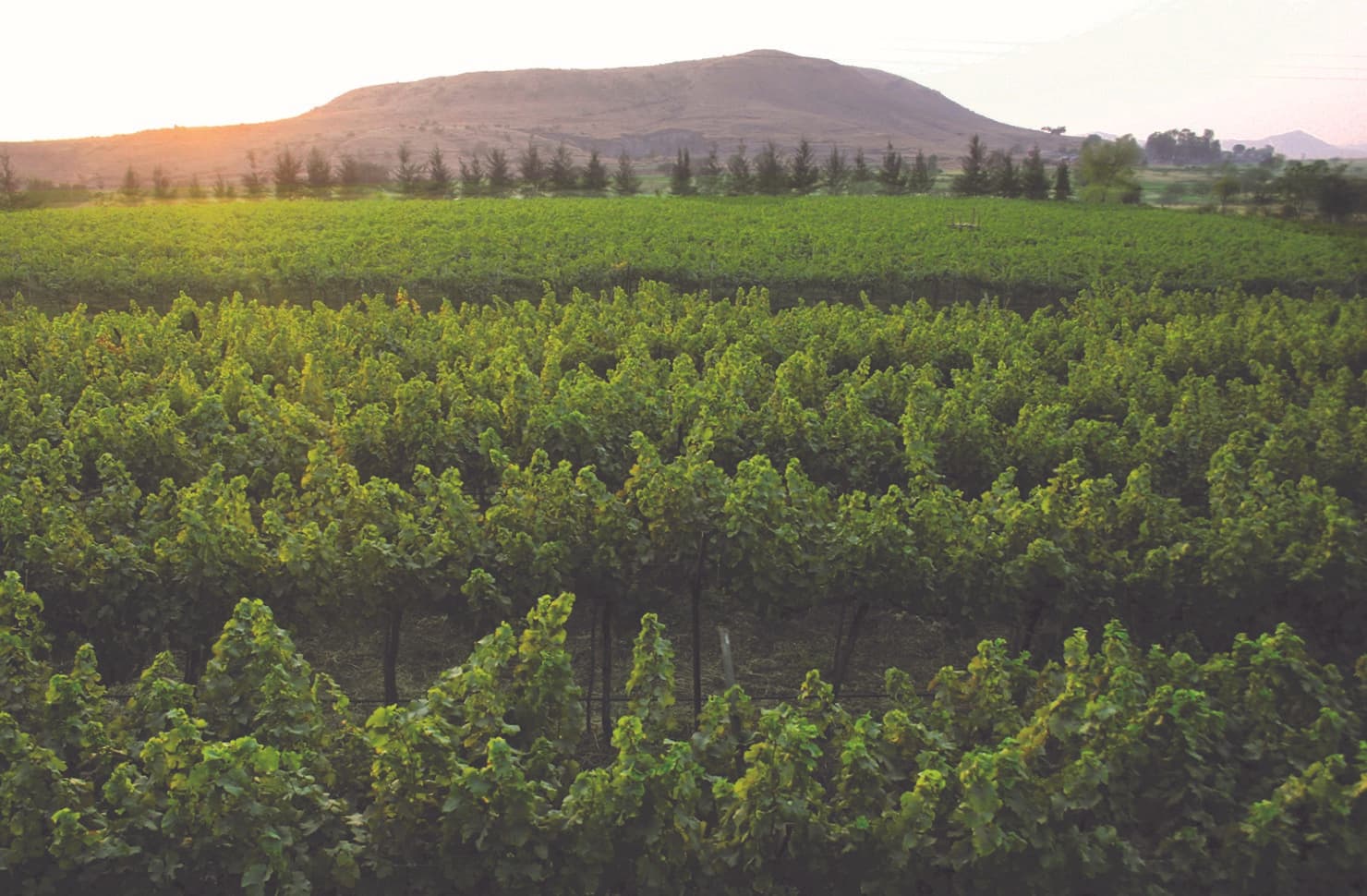 Sula Vineyards