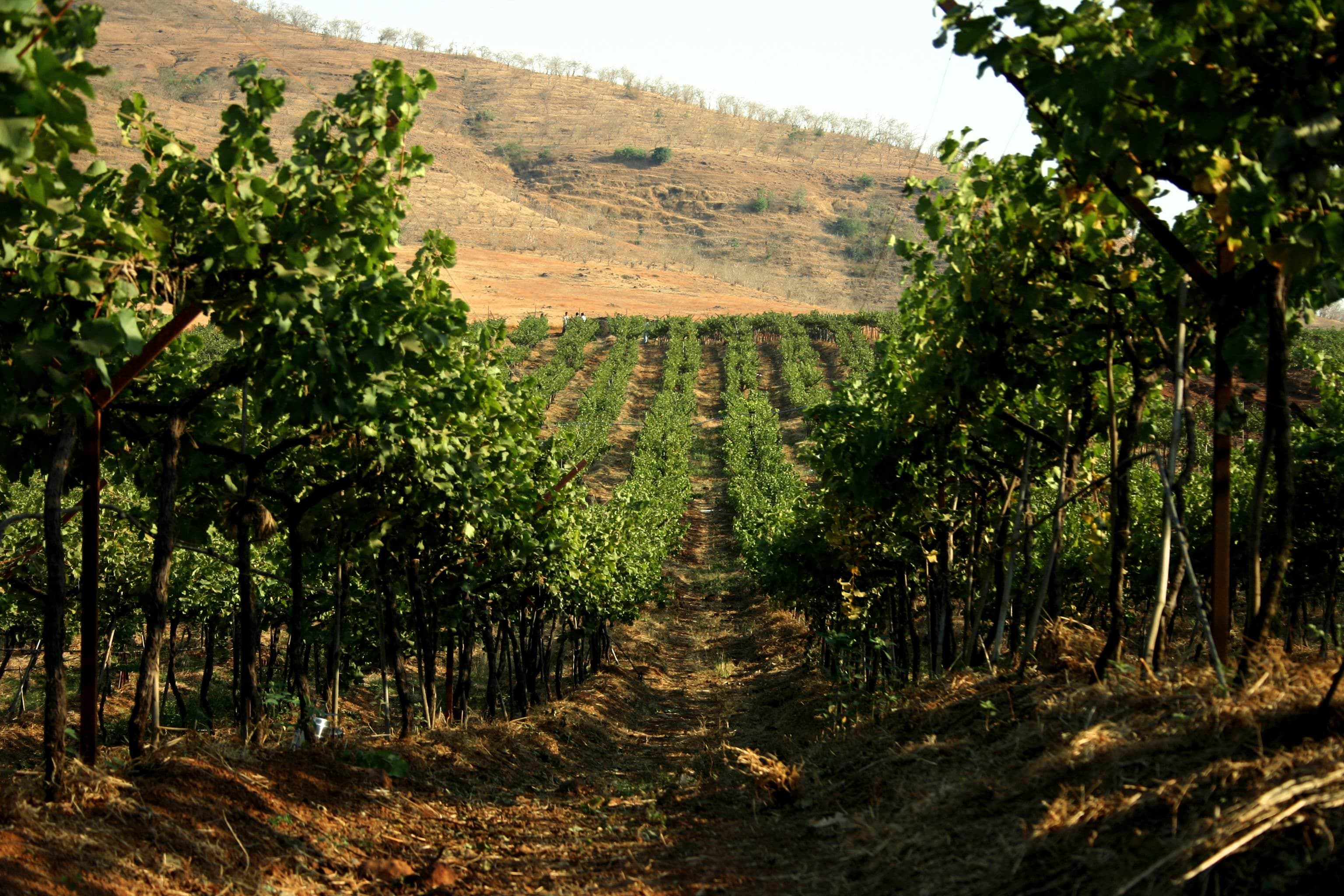 Sula Vineyards
