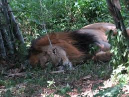 Lion resting in Shimoga Zoo