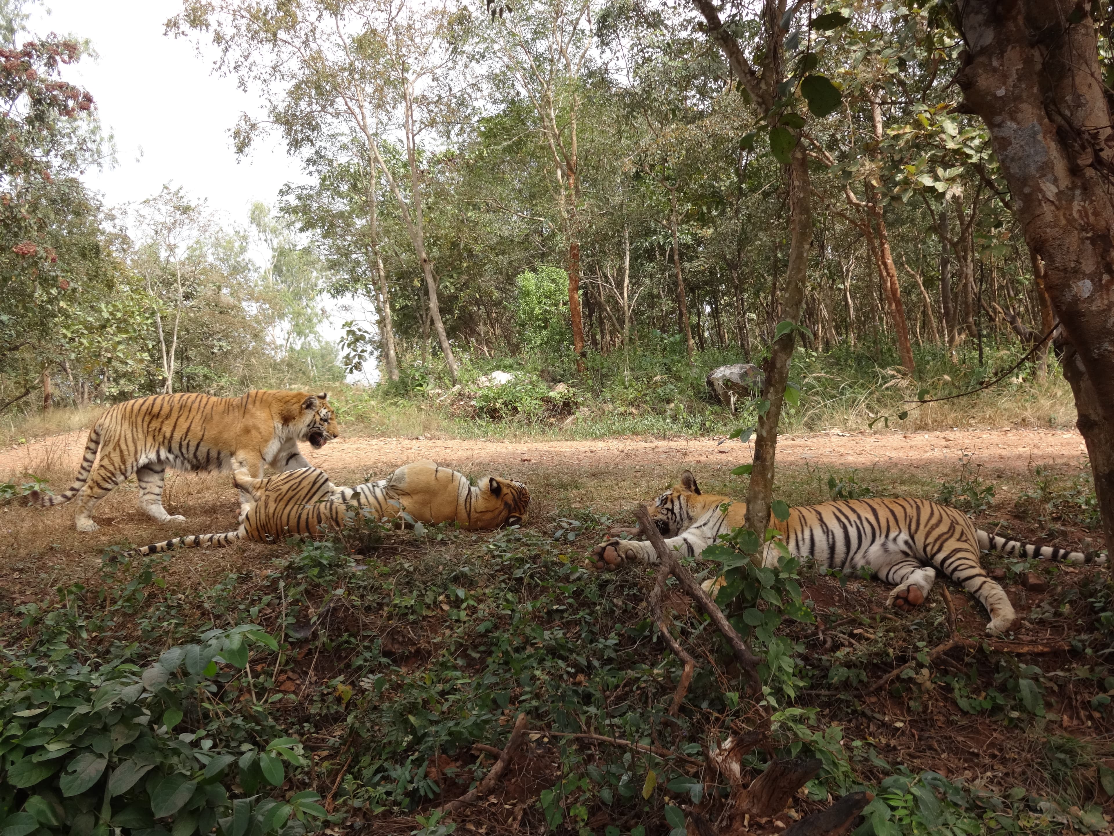 Lion and Tiger Safari Shimoga