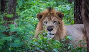 Sight of a lion at the safari