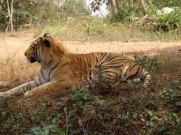 Sight of a tiger at the safari