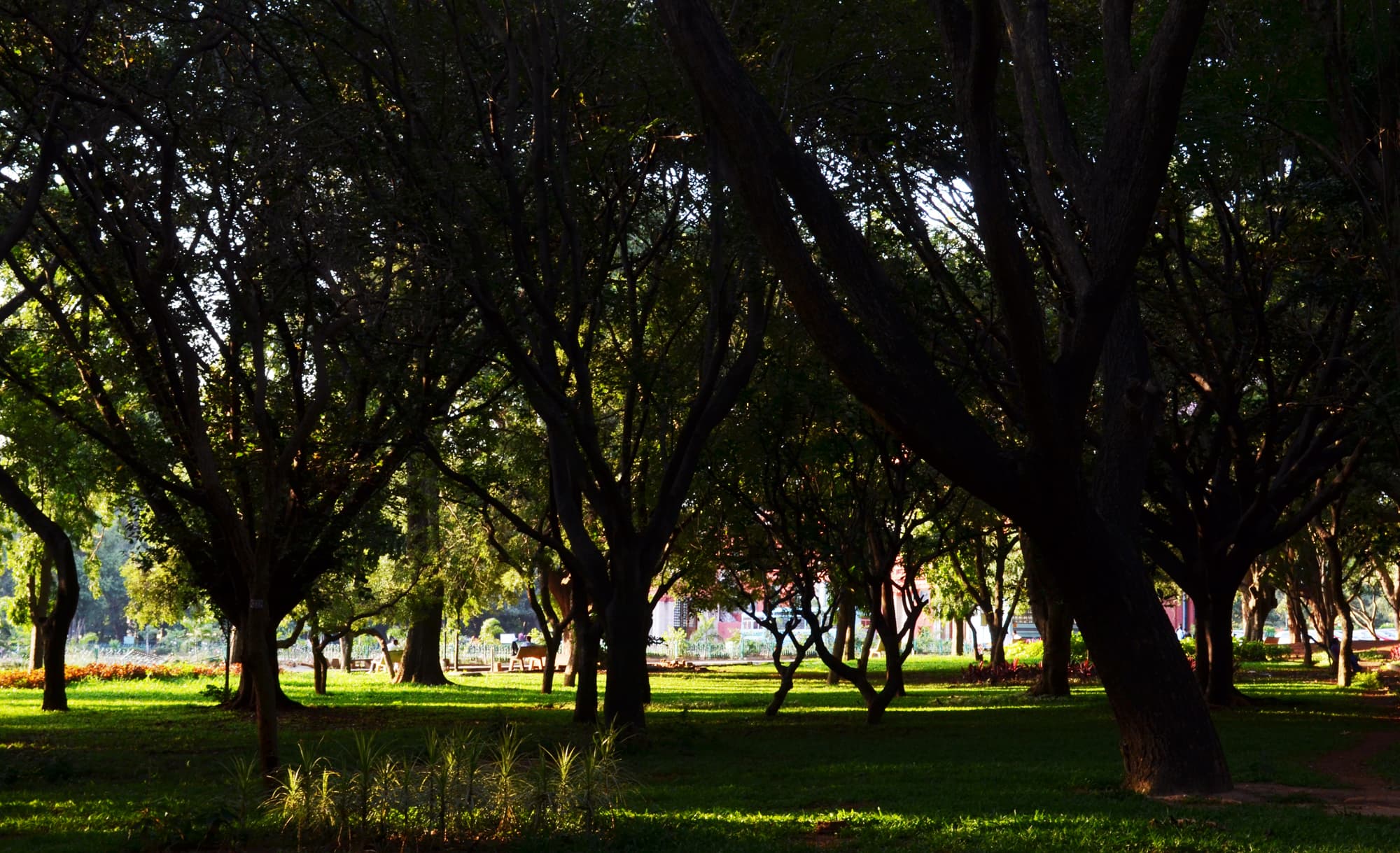 Tranquil tree shade are at the park