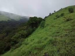 Kodachadri's dense forest canopy