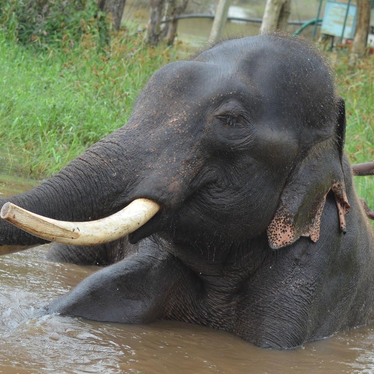 Elephants at Sakrebailu