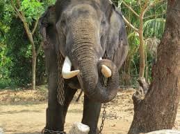 Trained elephants at Sakrebailu