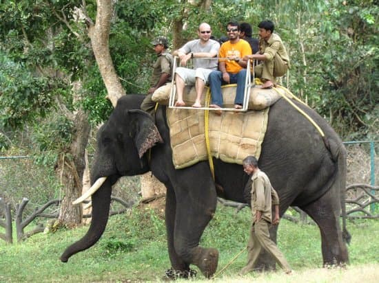 Playful elephants at Sakrebailu