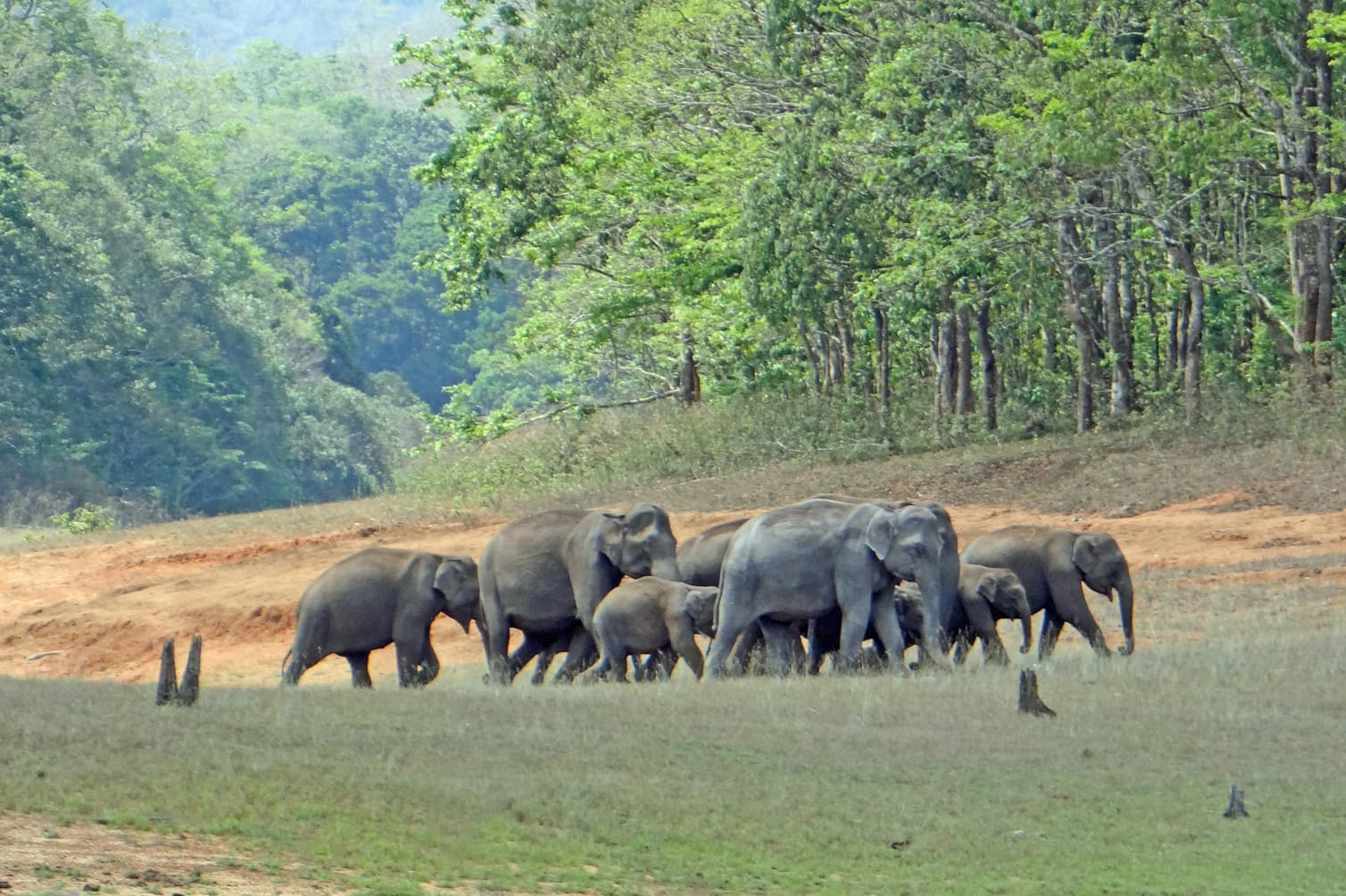 Elephant in Periyar Wildlife Sanctuary