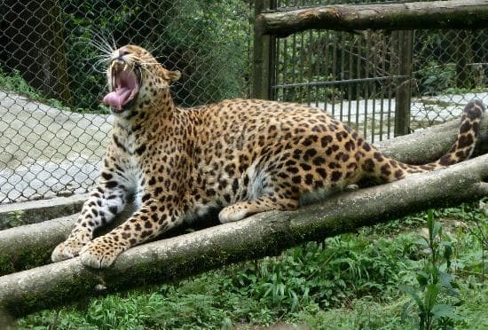 Sikkim Himalayan Zoological Park