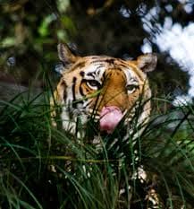 Sikkim Himalayan Zoological Park