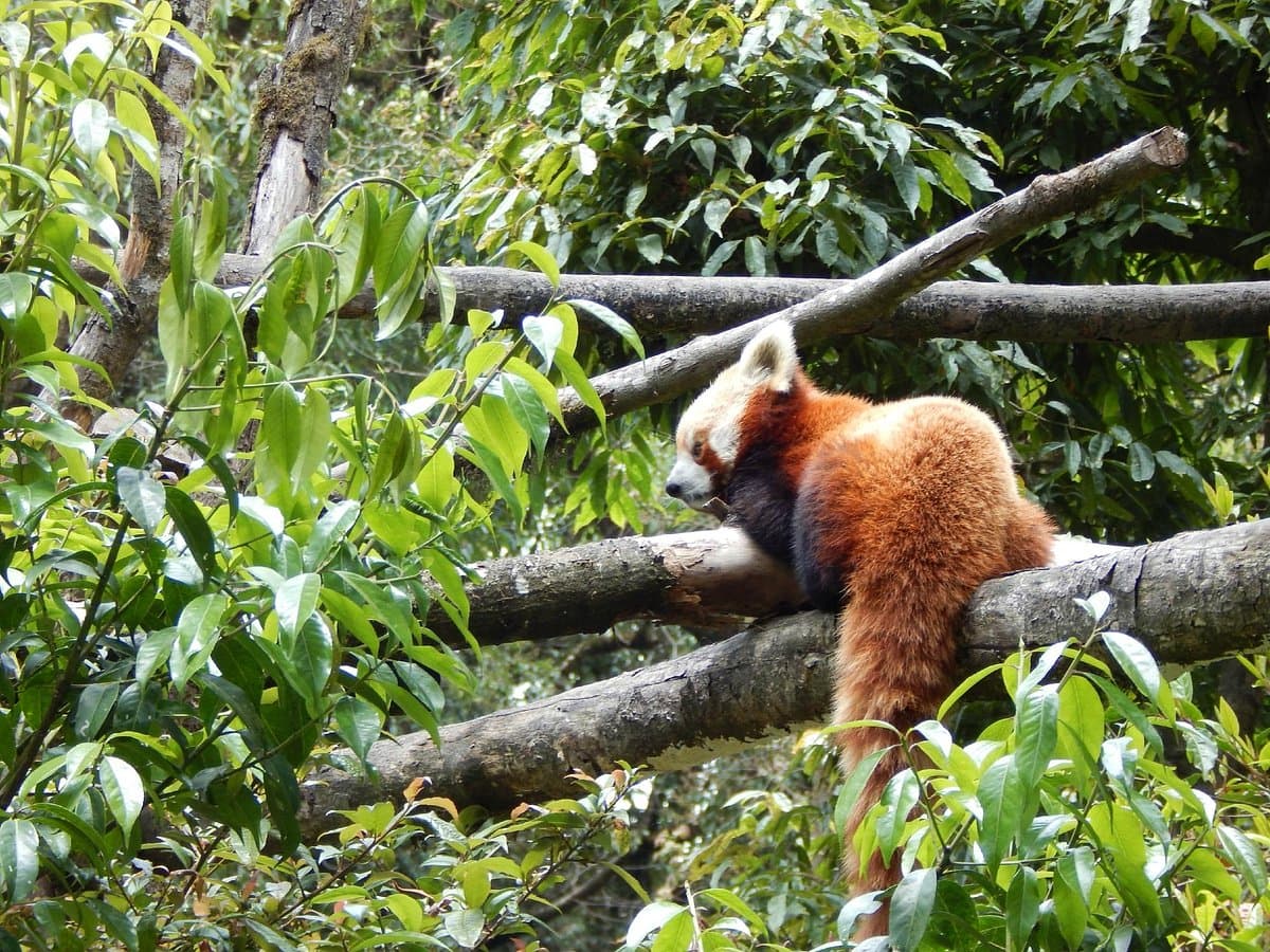 Sikkim Himalayan Zoological Park