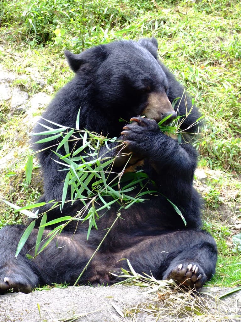 Sikkim Himalayan Zoological Park