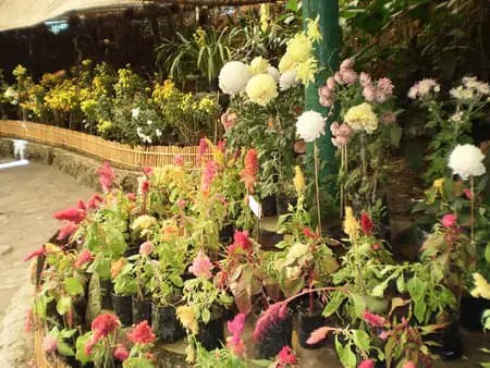 Exhibition Center for Flowers: A Blooming Marvel