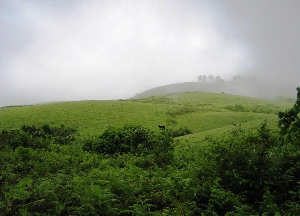 Green hills in Vagamon
