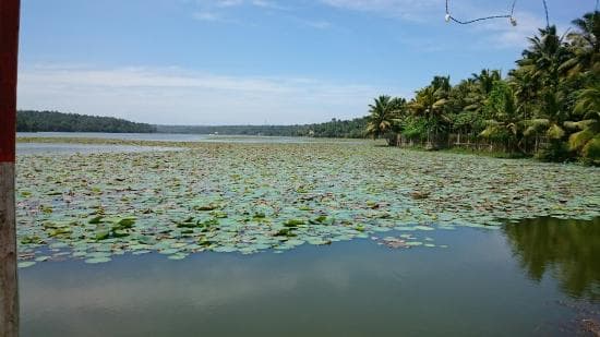 Green surroundings of Vellayani Lake