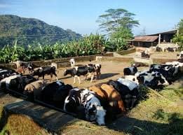 Kurisumala Ashram peaceful surroundings