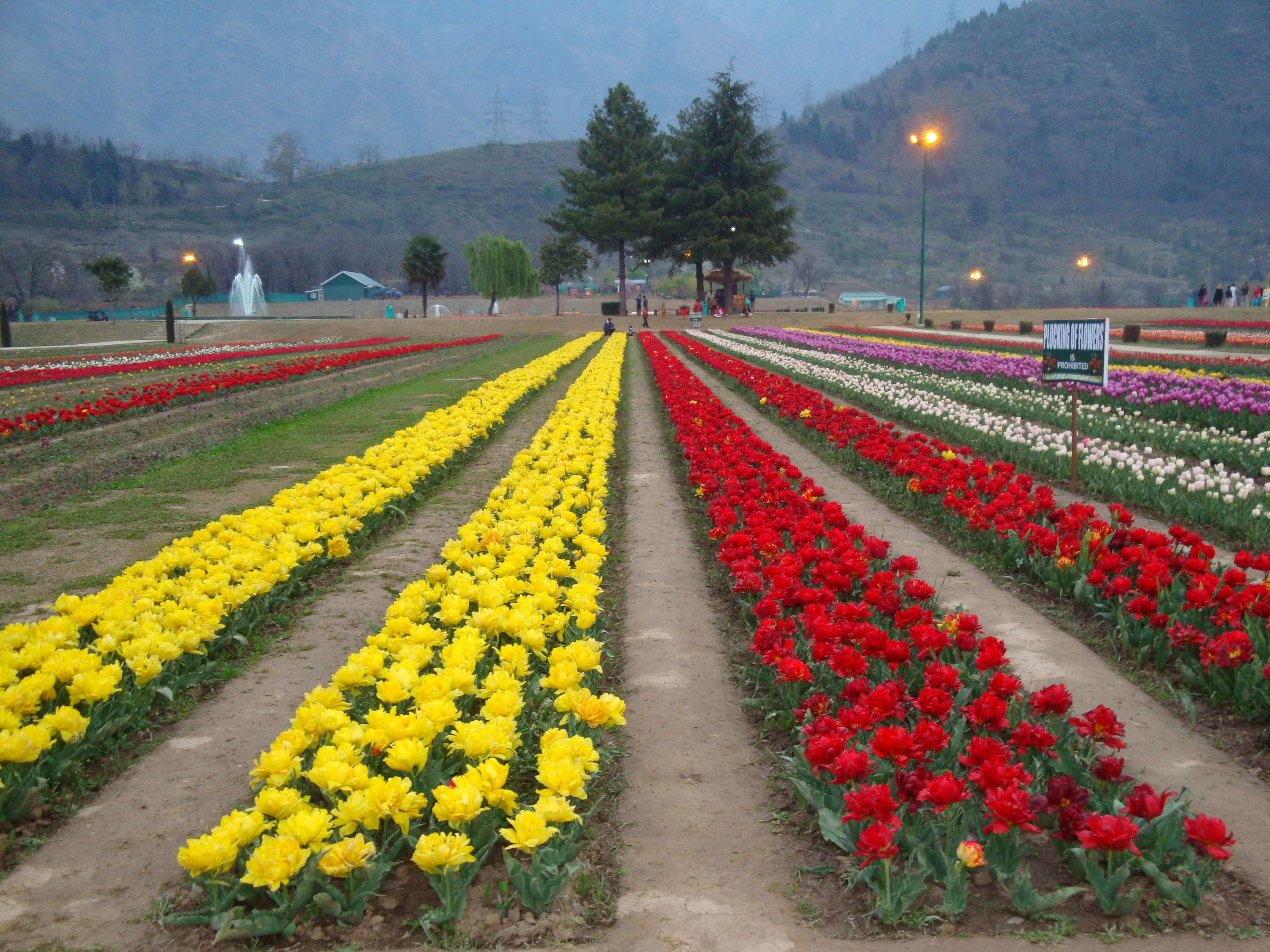 Tulip Garden