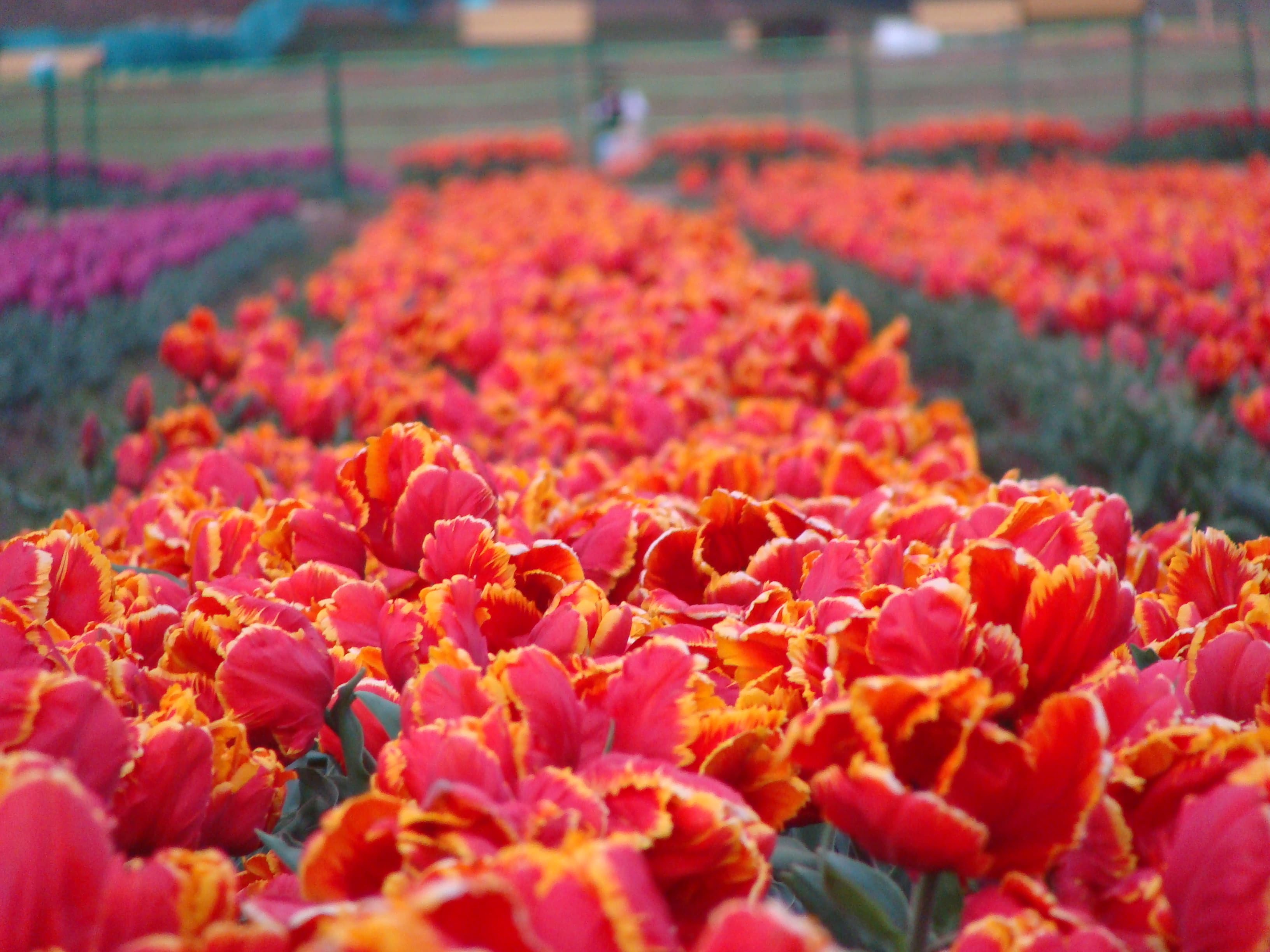  Red Tulips 