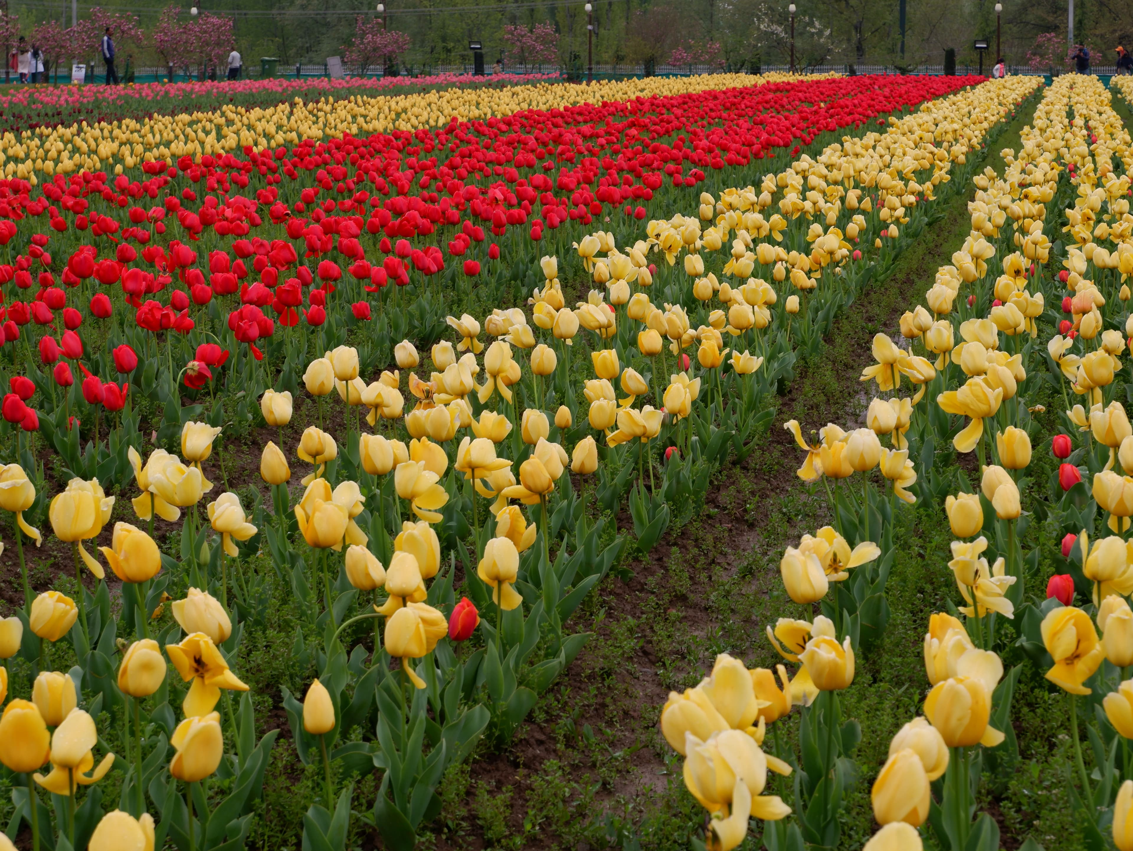 Tulip Garden