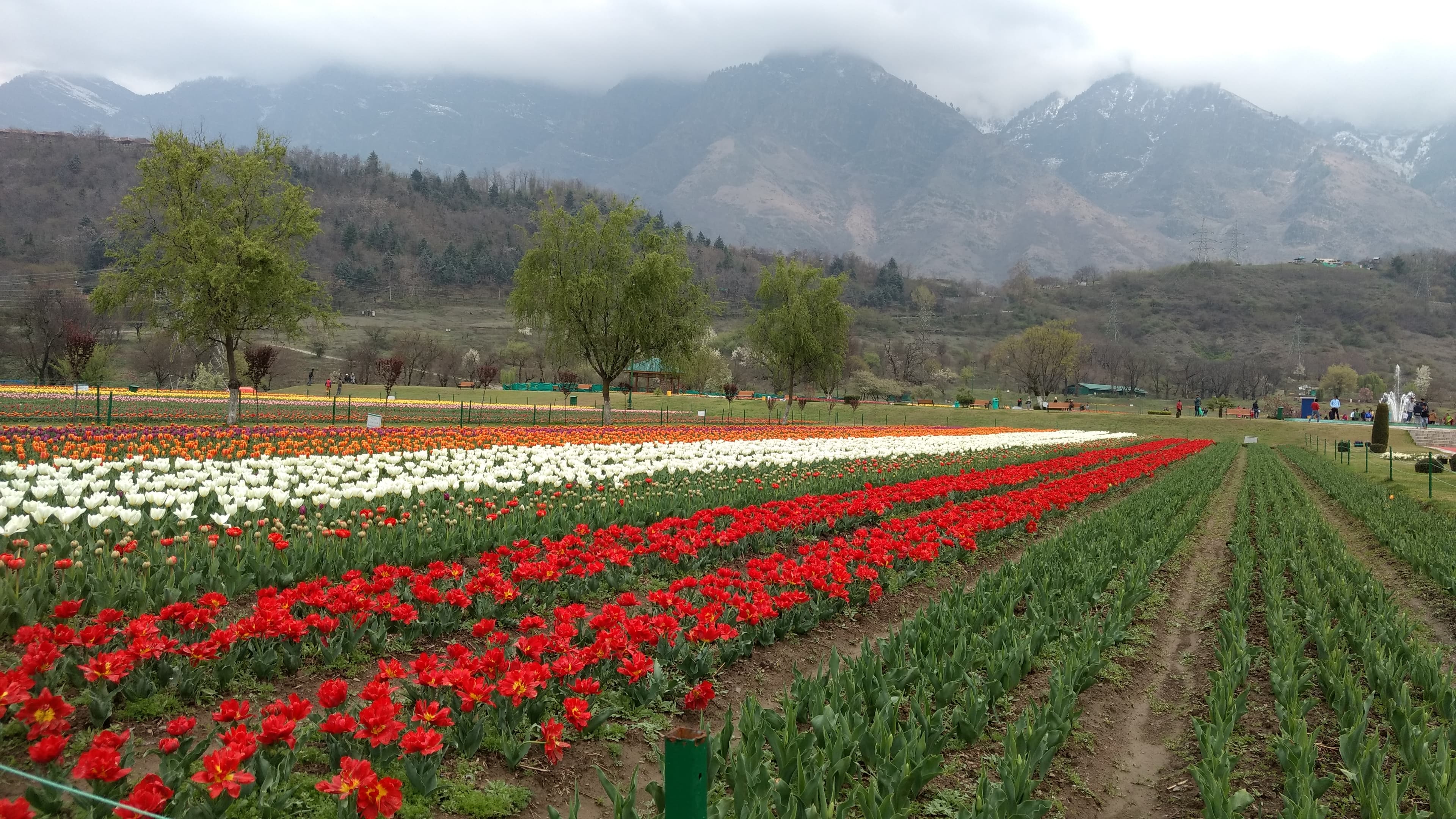 Tulip Garden