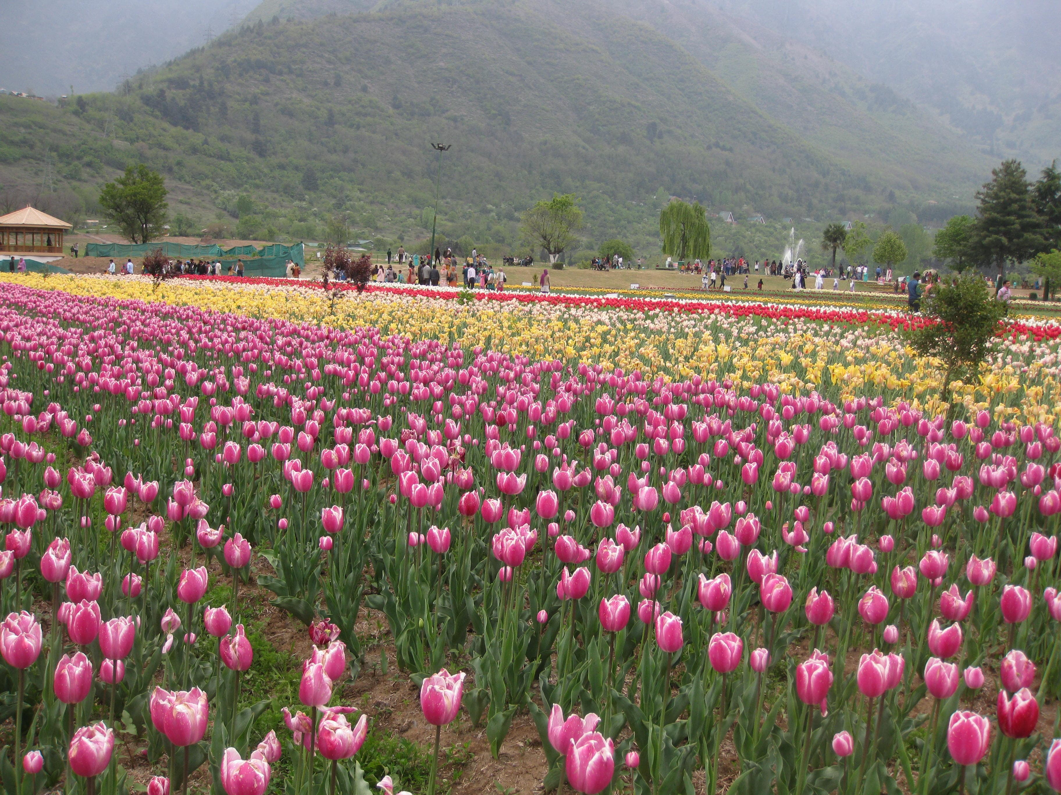 Tulip Garden