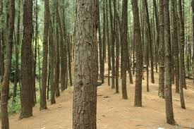 Serene Vagamon pine trees