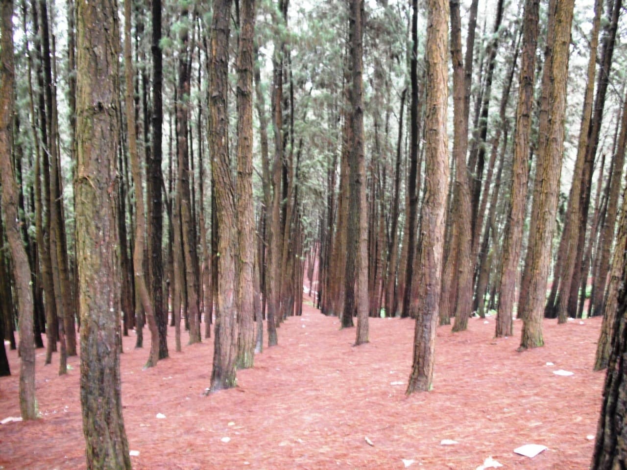Serene Vagamon pine trees