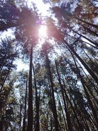 Tranquil Vagamon pine woods