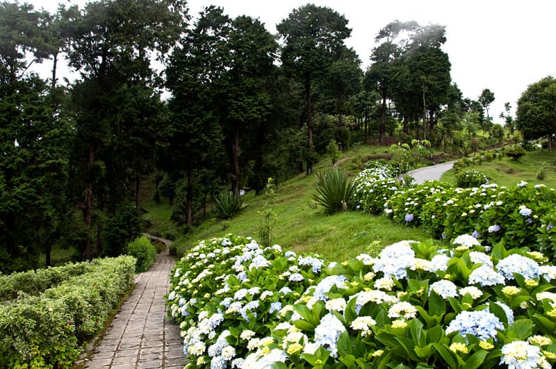 Flowers in Deolo Hill