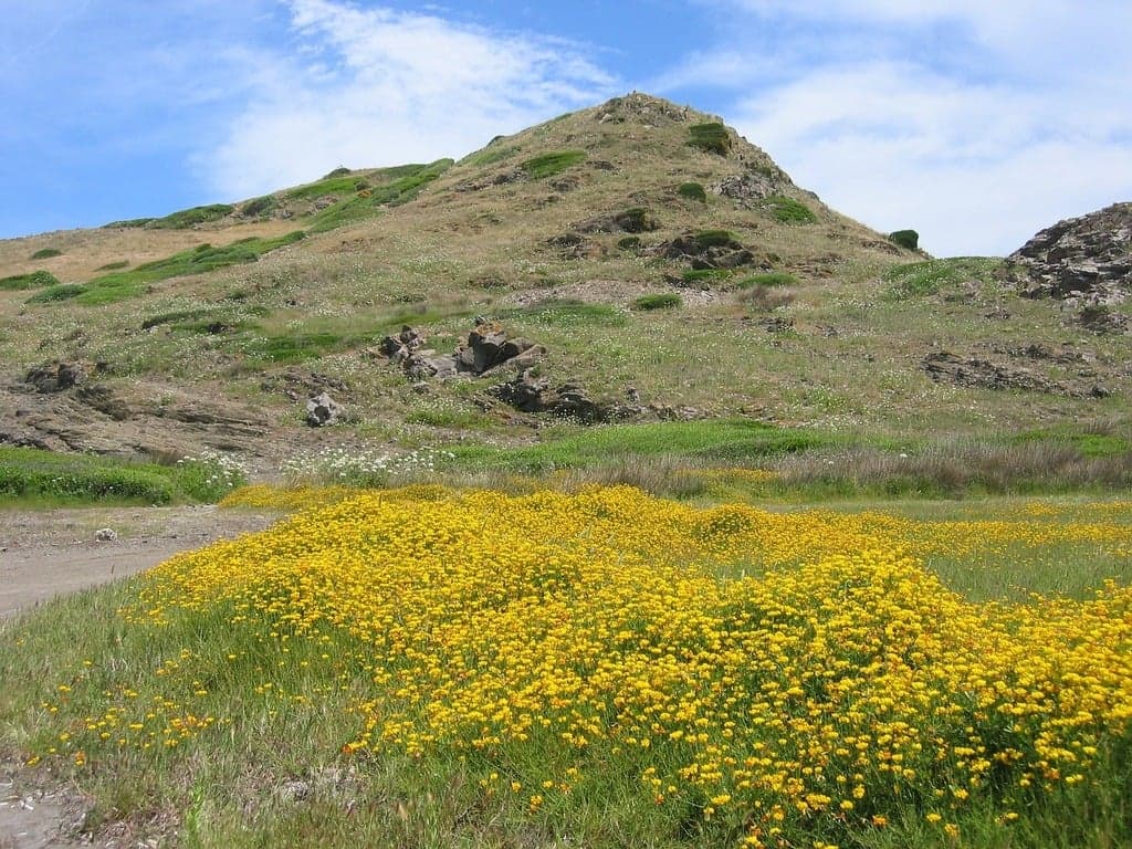 View of Deolo Hill flowers 