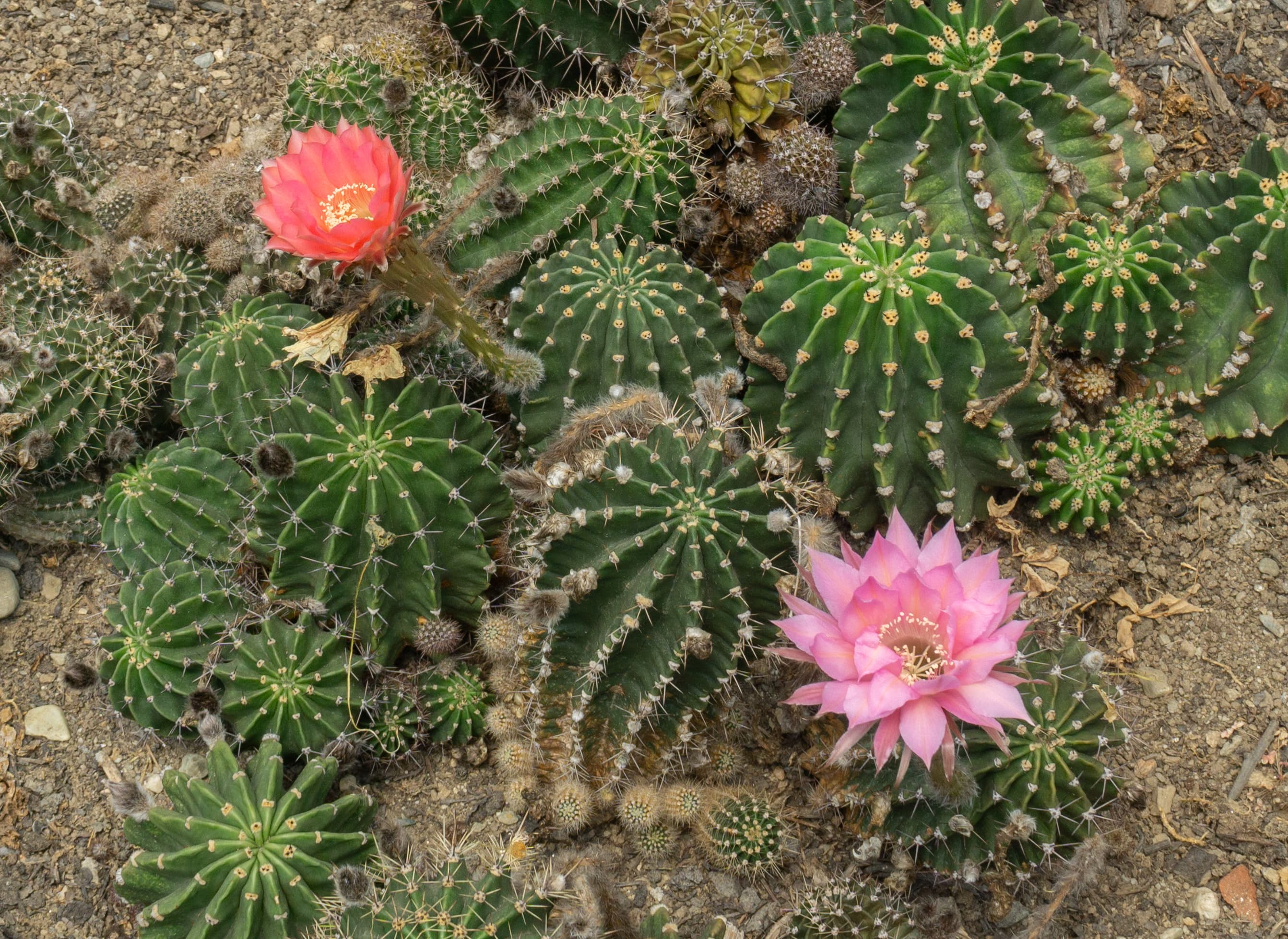 Flowering plants in Pine View Nursery